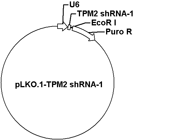 pLKO.1-TPM2 shRNA-1 Plasmid - Click Image to Close
