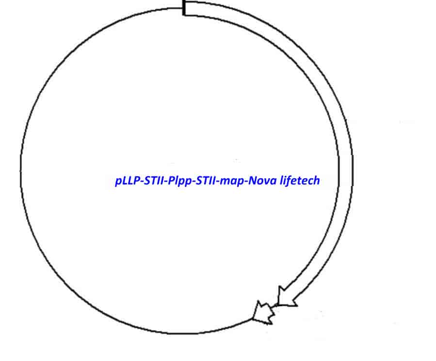 pLLP- STII/ Plpp- STII Plasmid