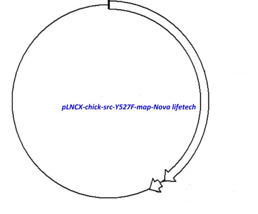 pLNCX chick src Y527F - Click Image to Close