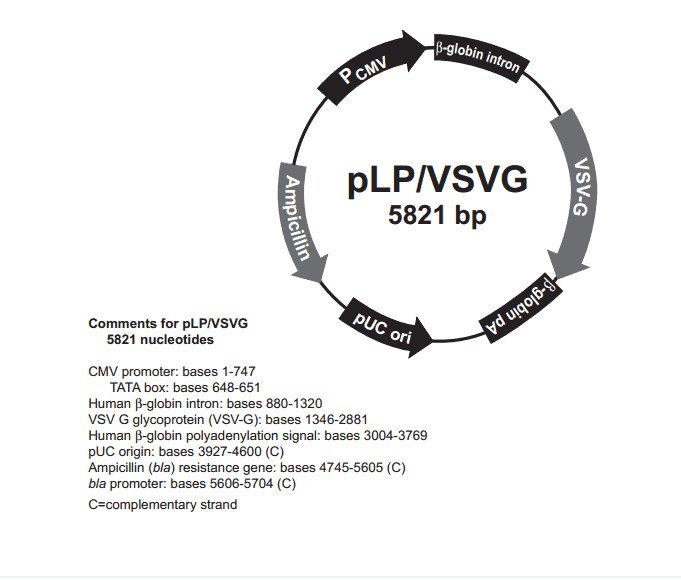 pLP/ VSVG Plasmid - Click Image to Close