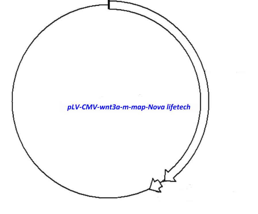 pLV- CMV- wnt3a- m - Click Image to Close