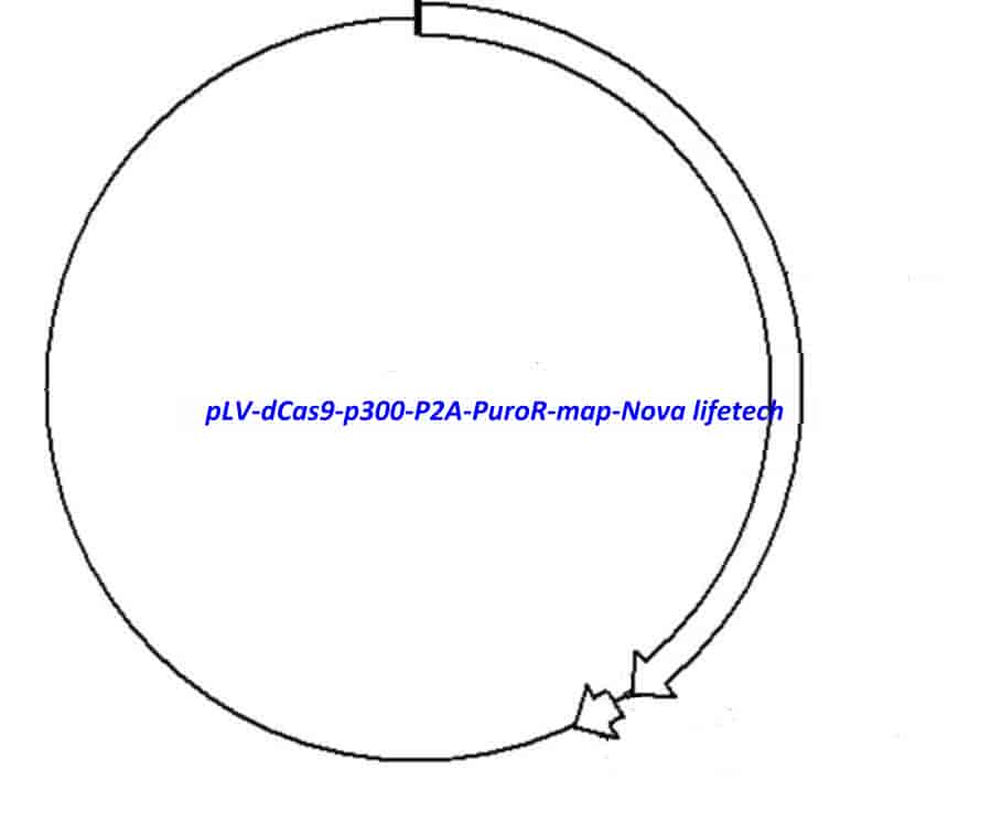 pLV- dCas9- p300- P2A- PuroR - Click Image to Close