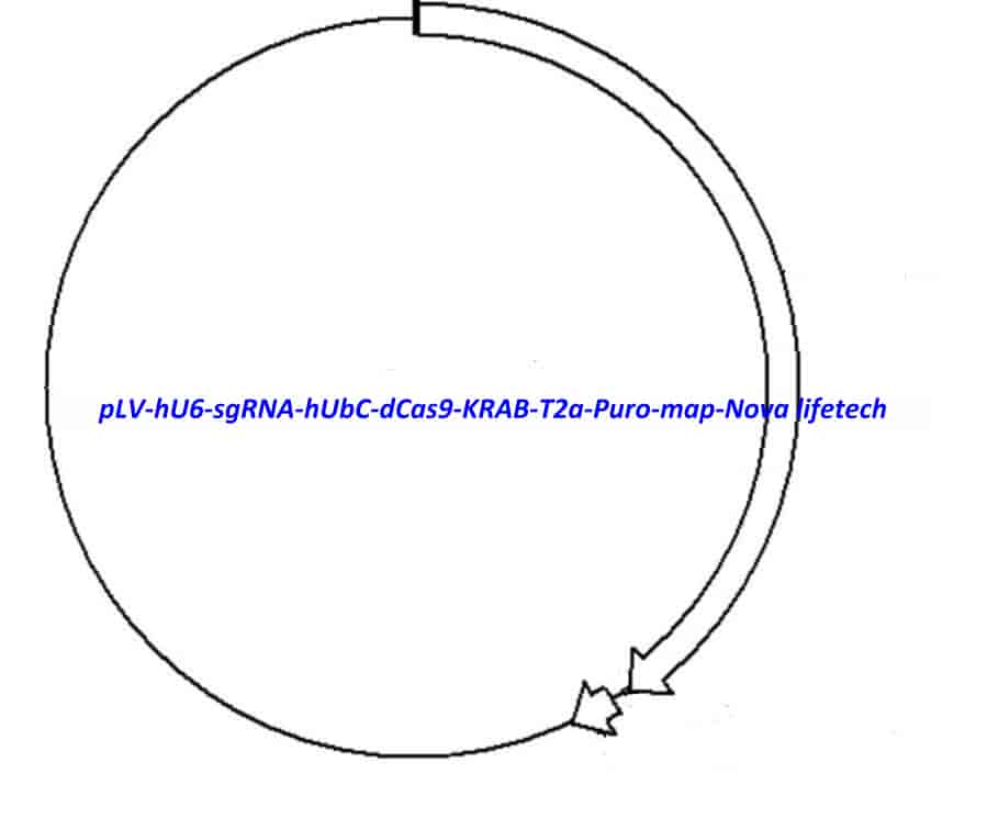 pLV hU6-sgRNA hUbC-dCas9-KRAB-T2a-Puro vector - Click Image to Close