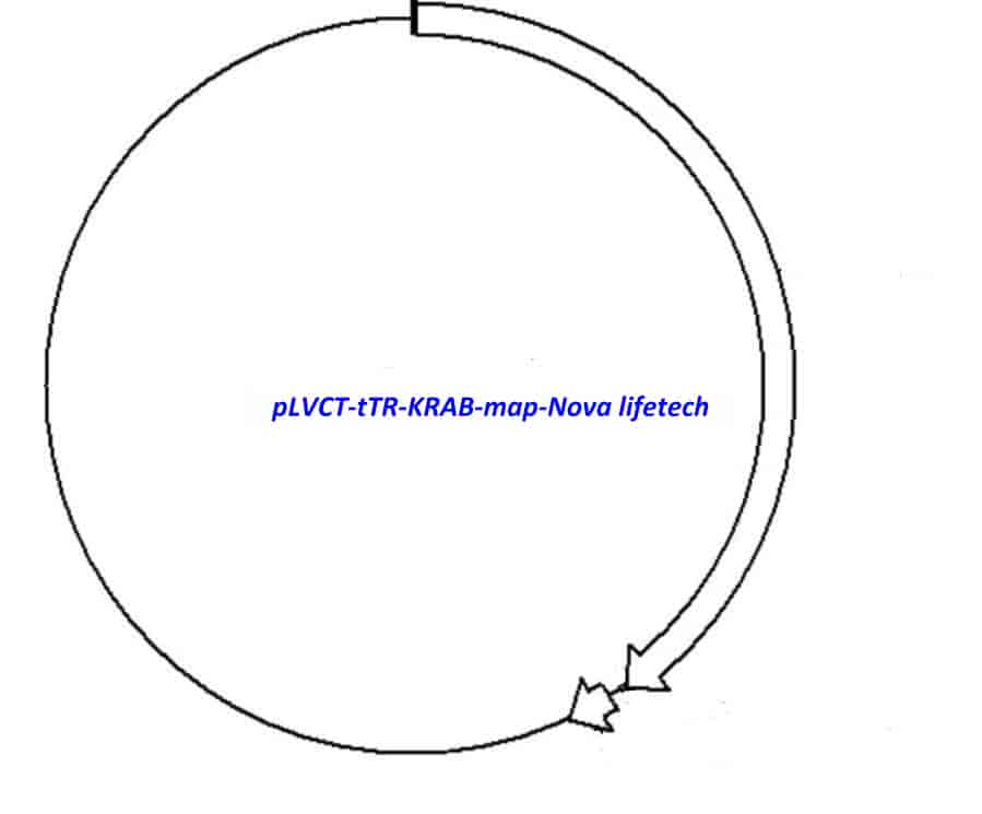 pLVCT- tTR- KRAB - Click Image to Close