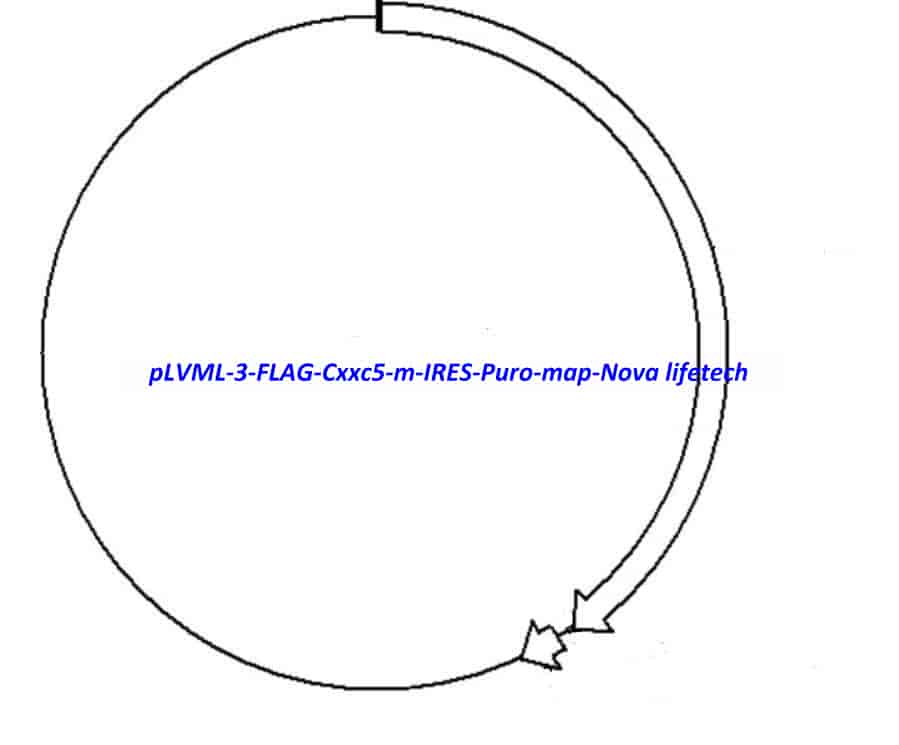 pLVML-3-FLAG-Cxxc5-m-IRES-Puro - Click Image to Close