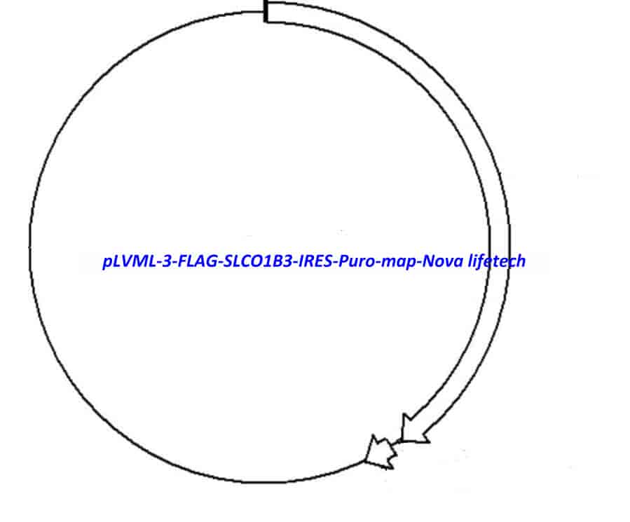 pLVML-3-FLAG-SLCO1B3-IRES-Puro - Click Image to Close