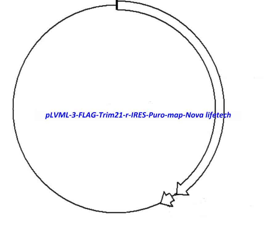 pLVML-3-FLAG-Trim21-r-IRES-Puro - Click Image to Close
