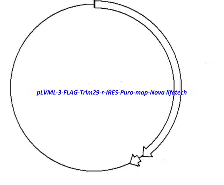 pLVML-3-FLAG-Trim29-r-IRES-Puro - Click Image to Close