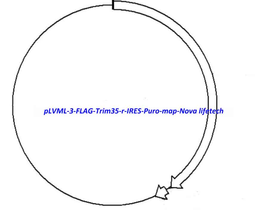 pLVML-3-FLAG-Trim35-r-IRES-Puro - Click Image to Close