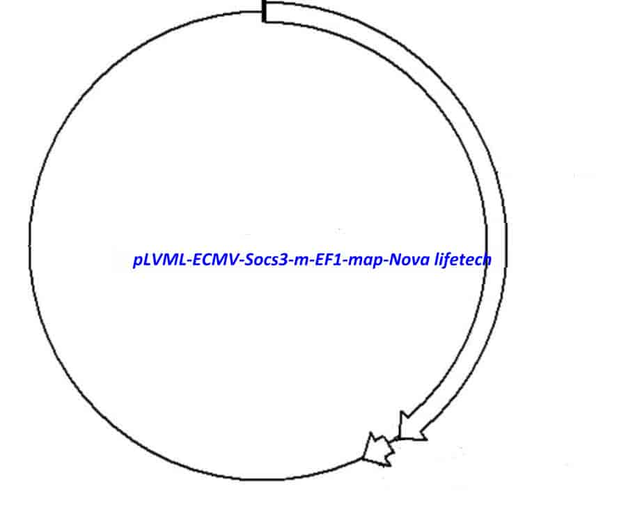 pLVML- ECMV- Socs3- m- EF1 - Click Image to Close