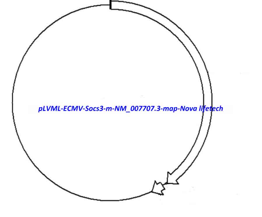 pLVML- ECMV- Socs3- m (NM_007707.3) - Click Image to Close