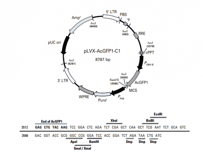 pLVX- ACGFP1- C1 - Click Image to Close
