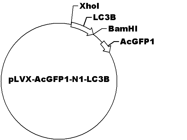 pLVX-AcGFP1-N1-LC3B Plasmid