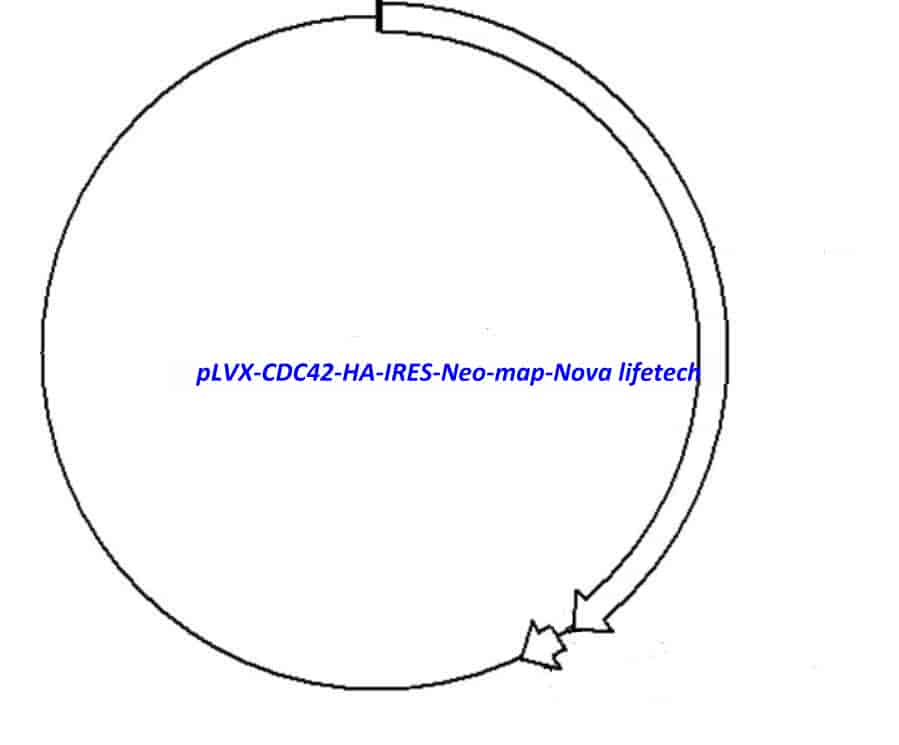 pLVX-CDC42-HA-IRES-Neo