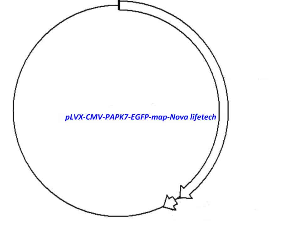 pLVX- CMV- PAPK7- EGFP - Click Image to Close