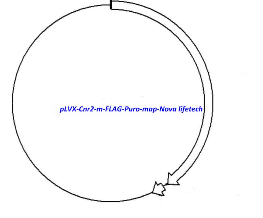 pLVX-Cnr2-m-FLAG-Puro Plasmid