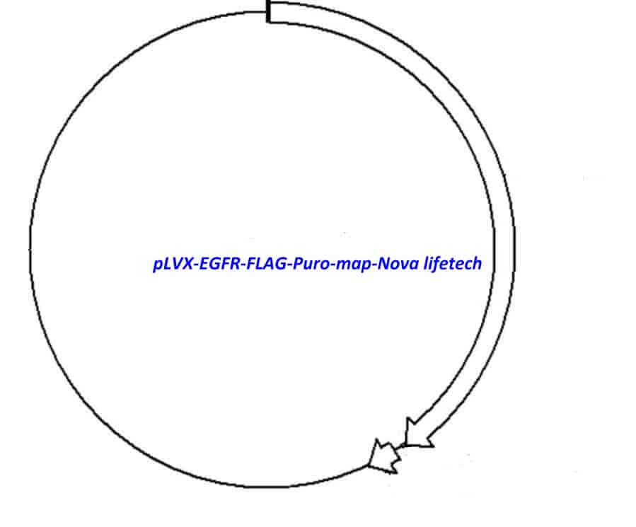 pLVX-EGFR-FLAG-Puro Plasmid - Click Image to Close
