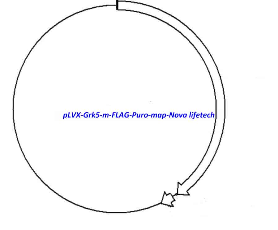 pLVX-Grk5-m-FLAG-Puro Plasmid