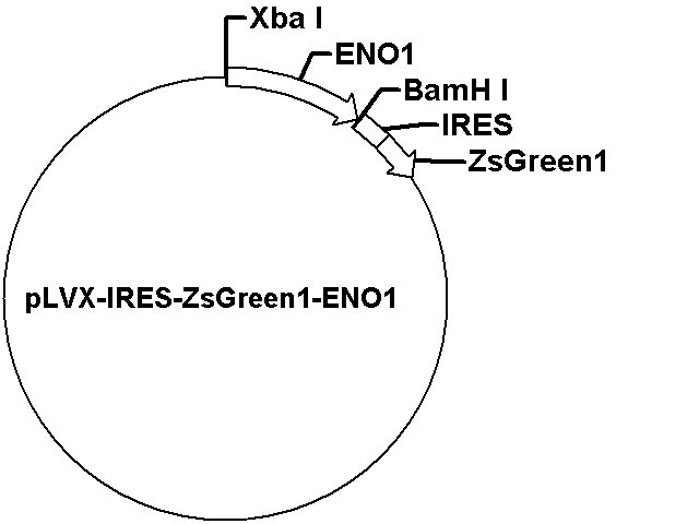 pLVX-IRES-ZsGreen1-ENO1 Plasmid