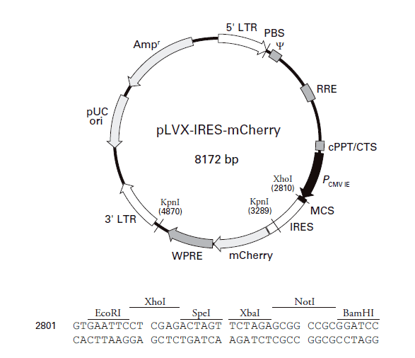 pLVX- IRES- mCherry Plasmid - Click Image to Close