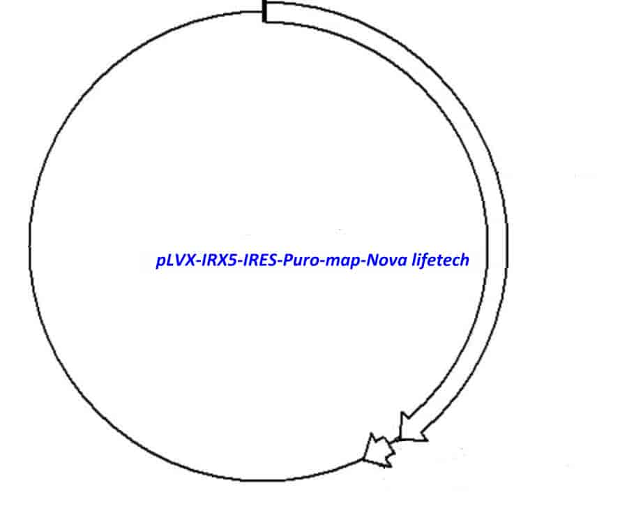 pLVX- IRX5- IRES- Puro Plasmid