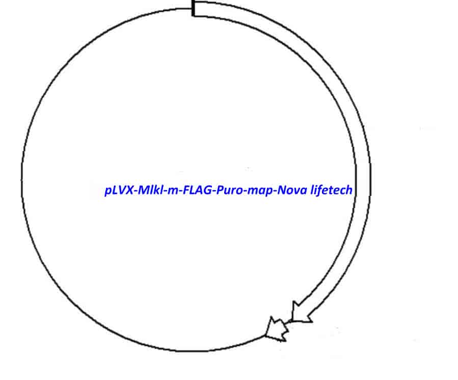 pLVX-Mlkl-m-FLAG-Puro Plasmid - Click Image to Close