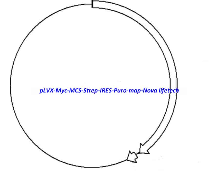pLVX- Myc- MCS- Strep- IRES- Puro Plasmid
