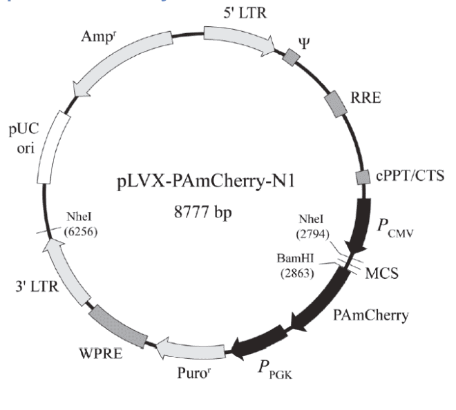 pLVX-PAmCherry-N1