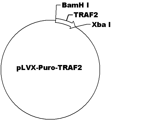 pLVX-Puro-TRAF2 Plasmid - Click Image to Close