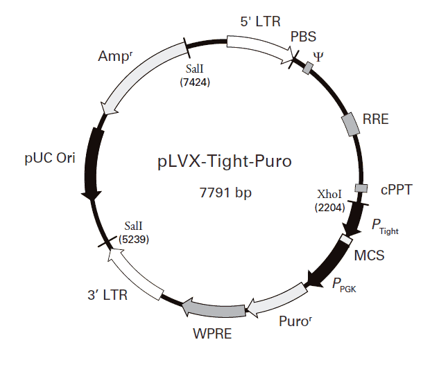 pLVX- Tight- Puro Plasmid - Click Image to Close