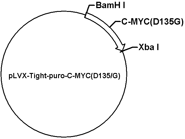 pLVX-Tight-puro-C-MYC(D135/G) Plasmid