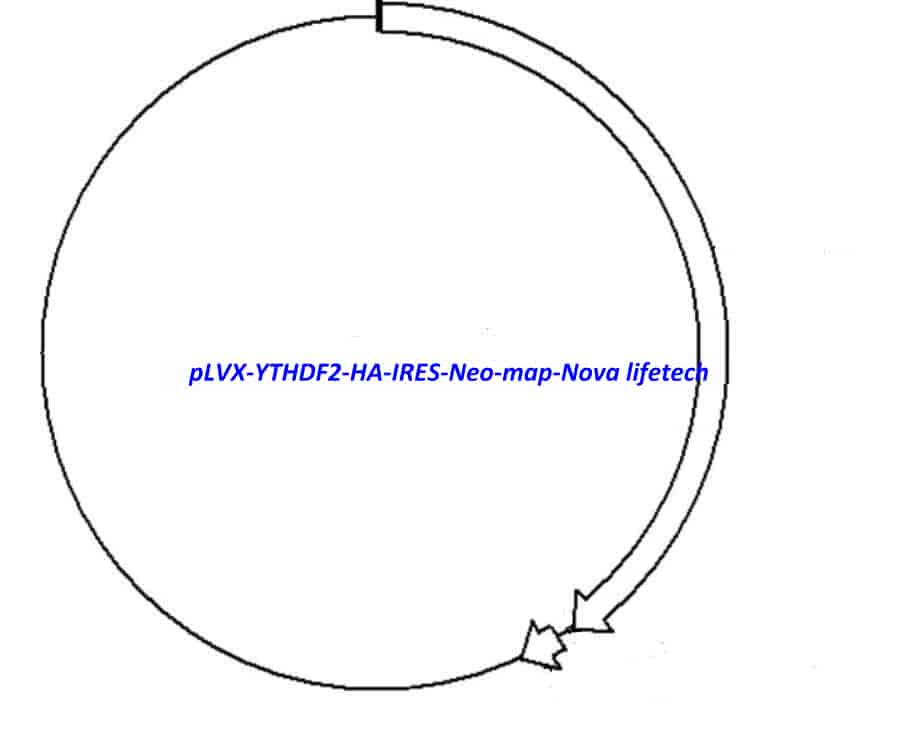 pLVX-YTHDF2-HA-IRES-Neo Plasmid - Click Image to Close