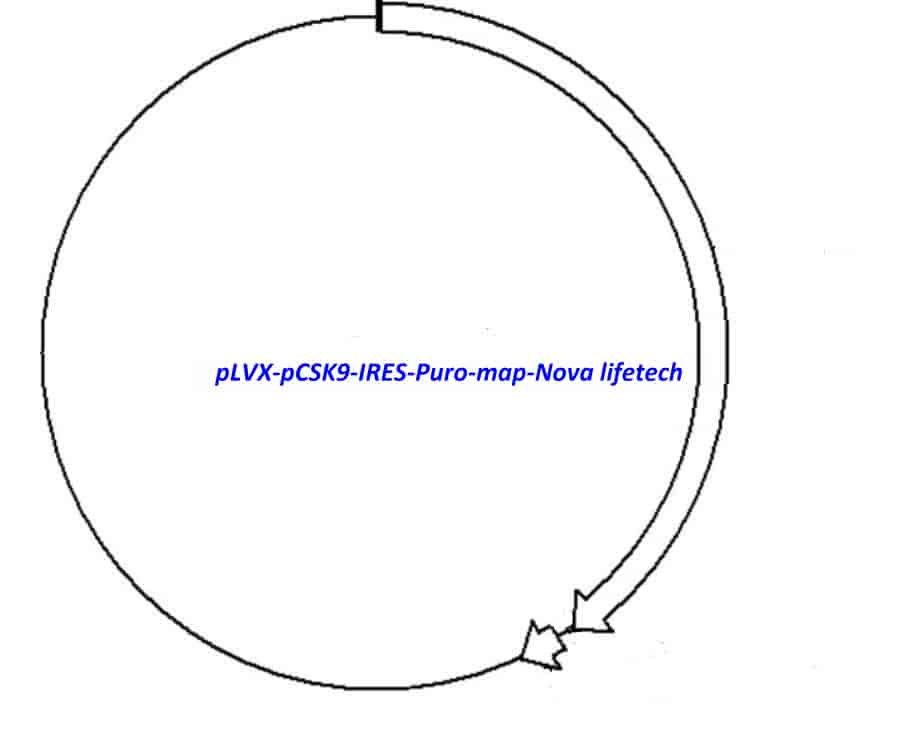 pLVX- pCSK9- IRES- Puro Plasmid