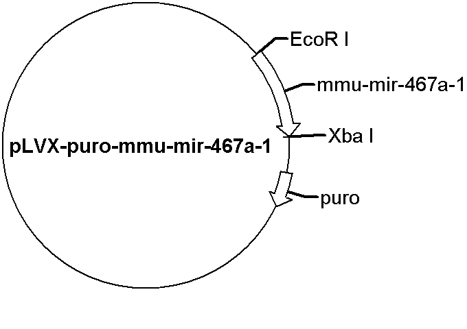 pLVX-puro-mmu-mir-467a-1 Plasmid