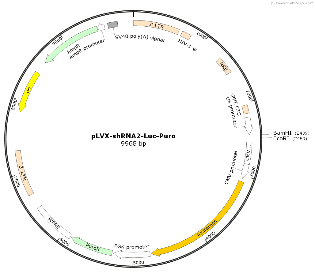 pLVX- shRNA2- Luc- Puro