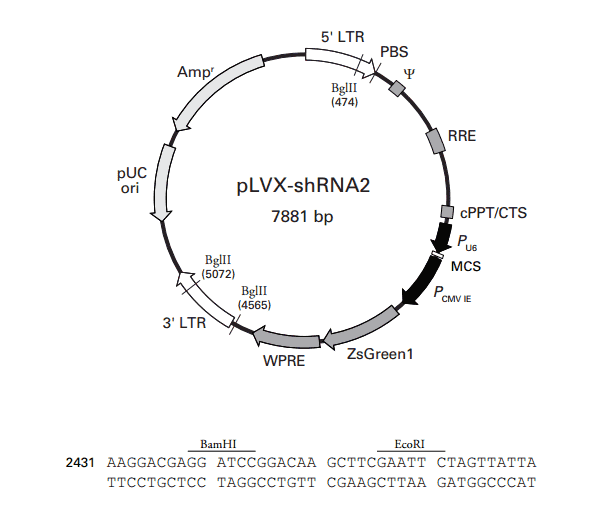 pLVX- shRNA2 - Click Image to Close