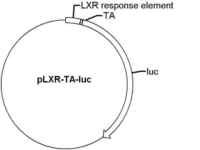 pLXR-TA-luc Plasmid - Click Image to Close