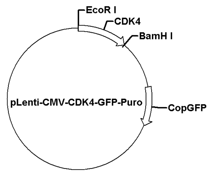pLenti-CMV-CDK4-GFP-Puro