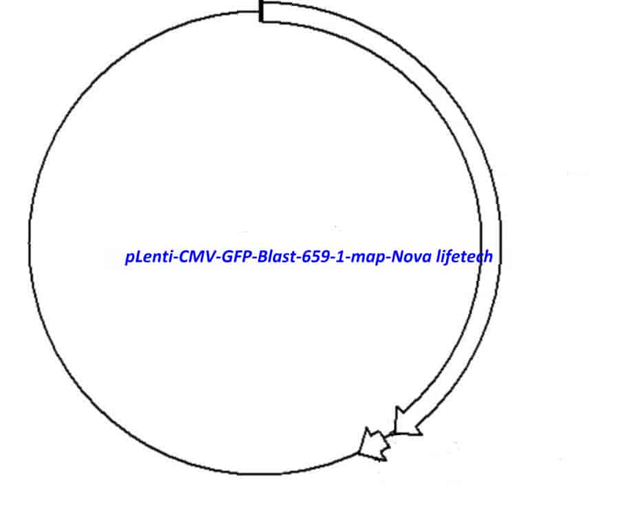 pLenti CMV GFP Blast (659- 1) - Click Image to Close