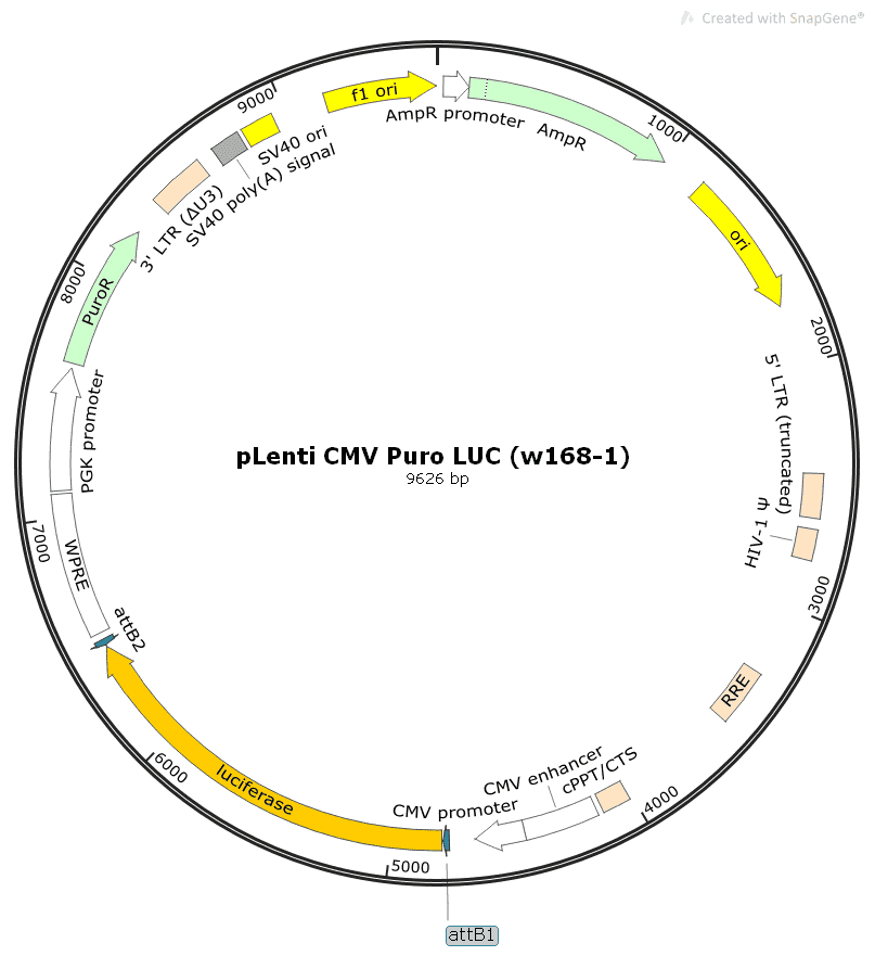 pLenti CMV Puro LUC (w168- 1) - Click Image to Close