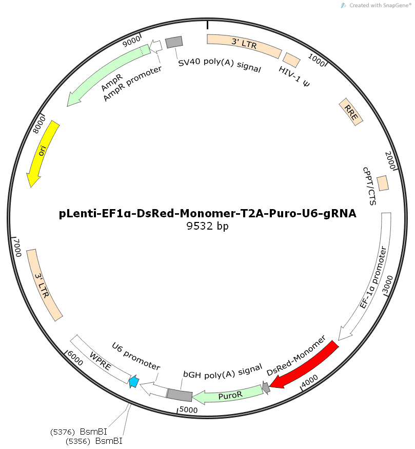 pLenti-EF1α-DsRed-Monomer-T2A-Puro-U6-gRNA - Click Image to Close