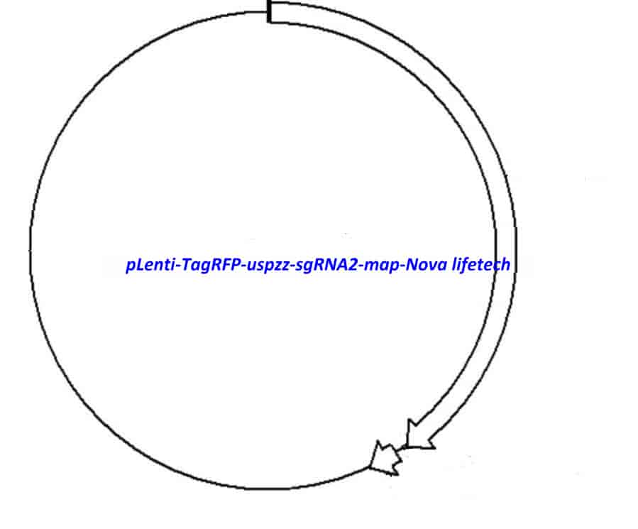 pLenti- TagRFP- uspzz- sgRNA2 - Click Image to Close