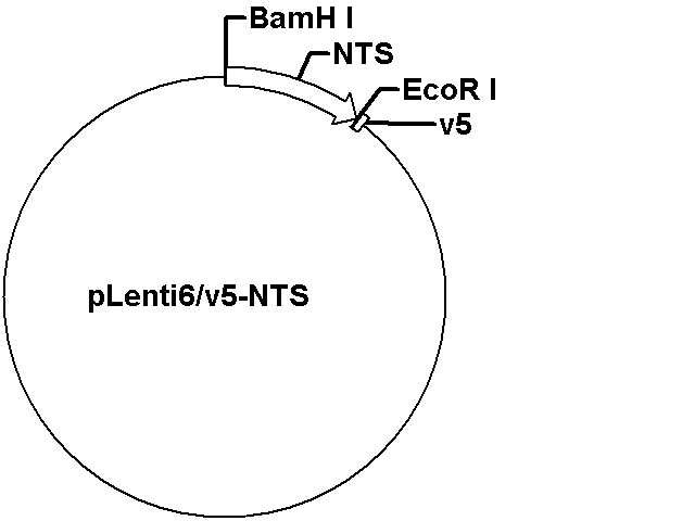 pLenti6/v5-NTS Plasmid