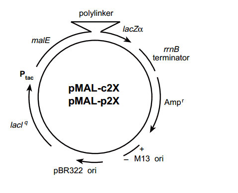 pMAl-p2G