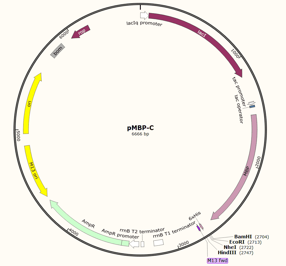 pMBP-C Plasmid - Click Image to Close