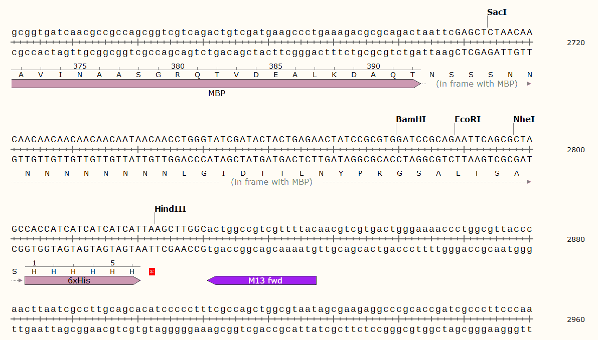 pMBP- P Plasmid - Click Image to Close