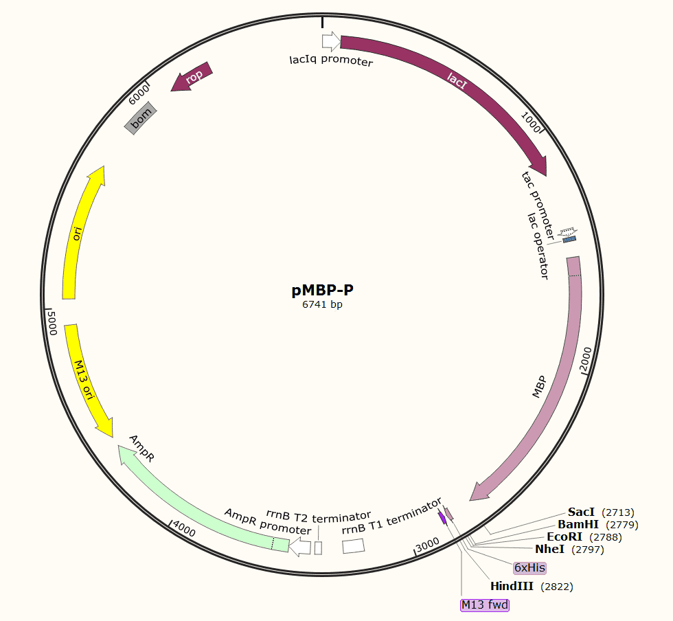 pMBP- P Plasmid