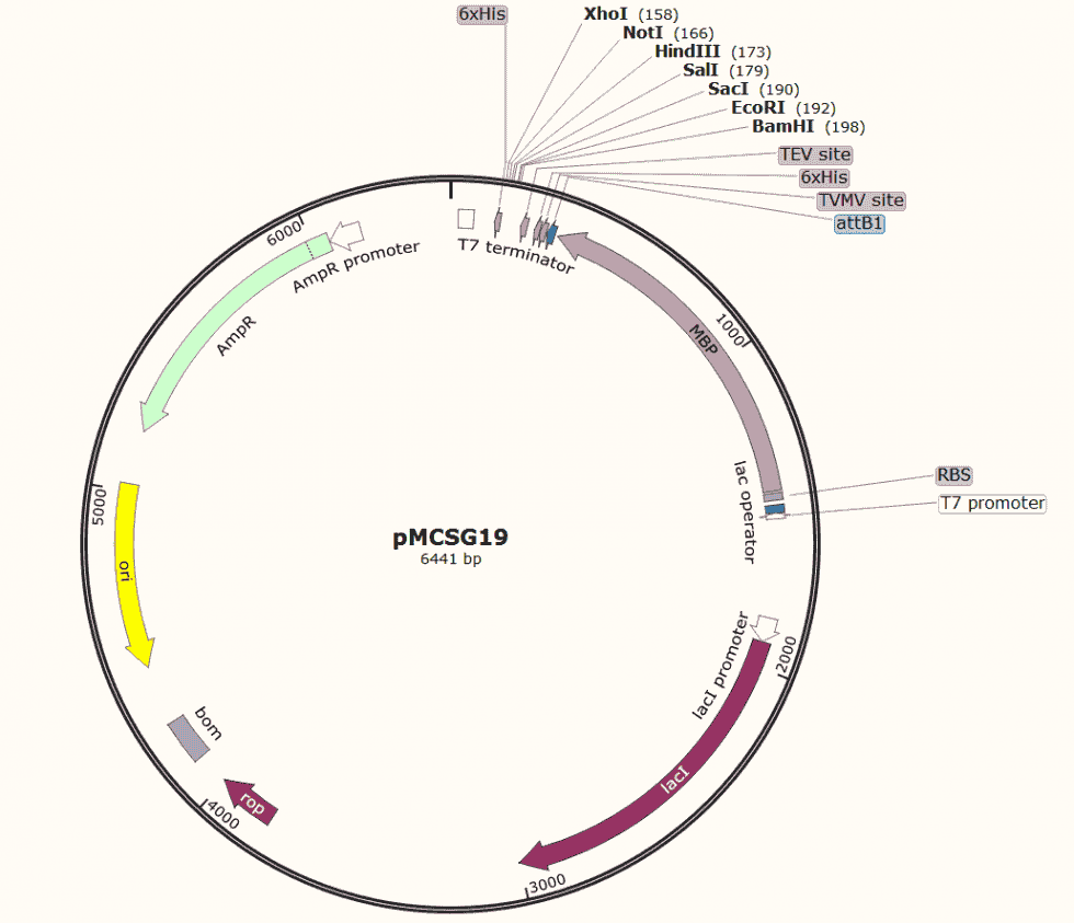 pMCSG19 Plasmid