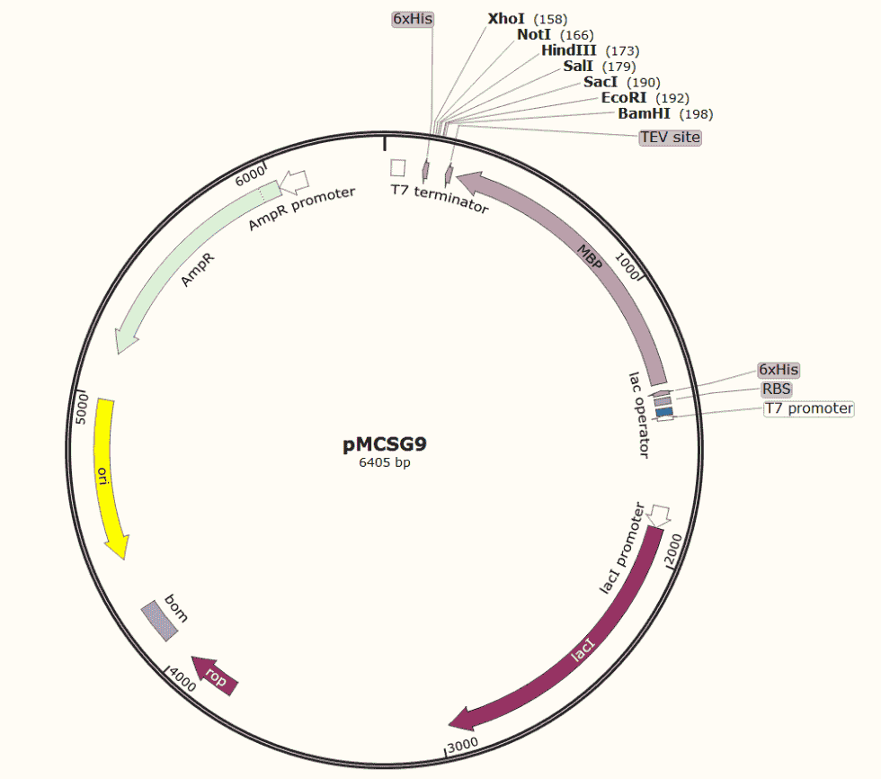 pMCSG9 Plasmid - Click Image to Close