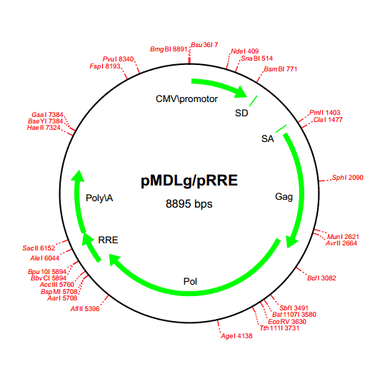 pMDLg/ pRRE